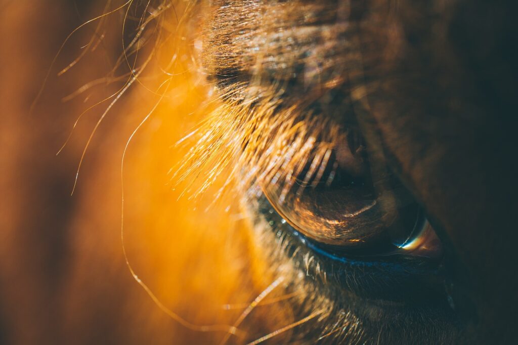 horse, pony, horse's eye